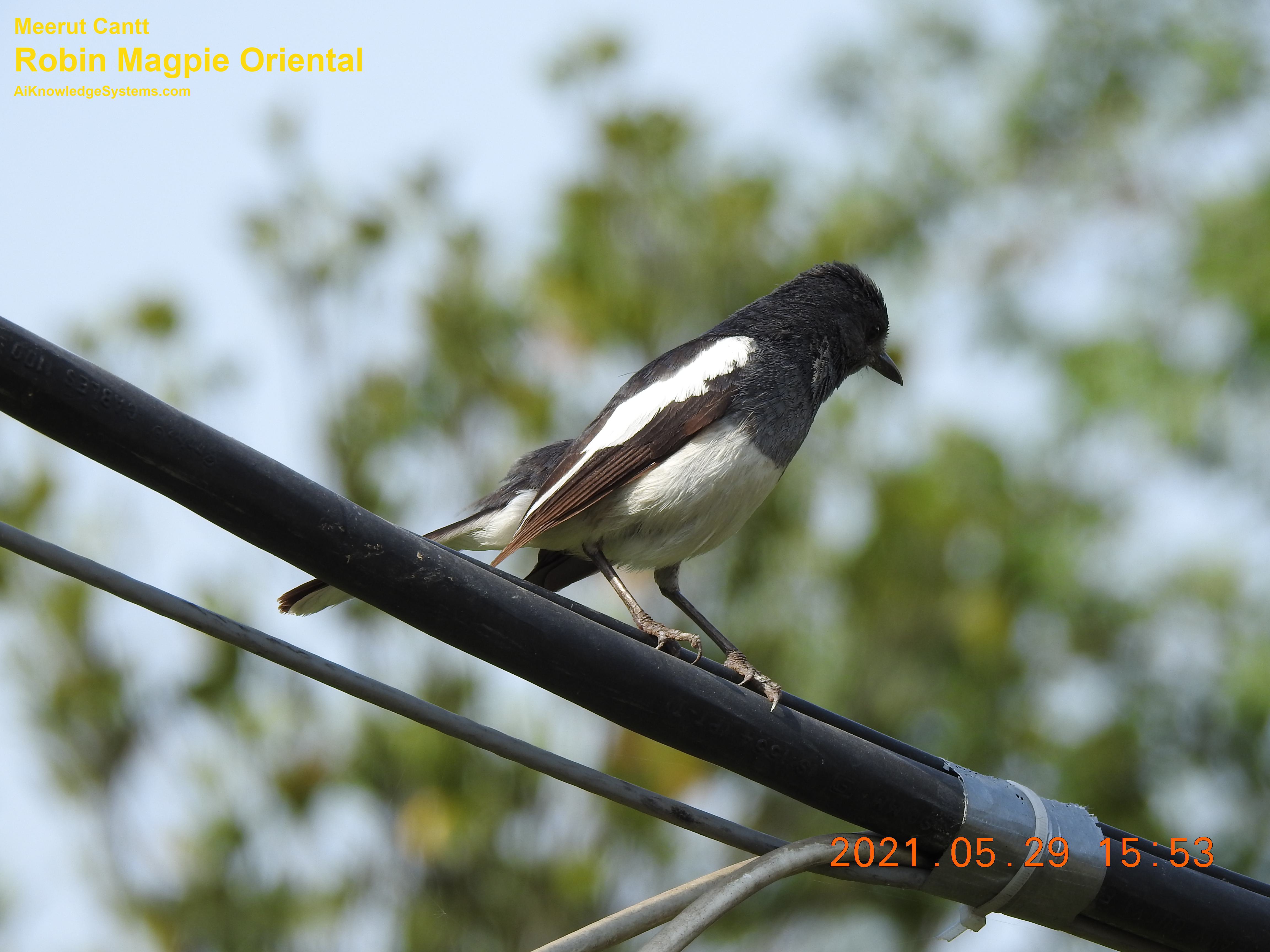 Magpie Robin (49) Coming Soon